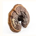 Reishi ekstrakt 400 mg 90 kapsułek - Biowen