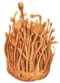 Cordyceps (kordyceps) ekstrakt w płynie 50 ml - Encann