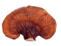 Reishi ekstrakt w płynie 50 ml - Encann