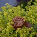Mydło naturalne Propolisowe 65 g - Miodowa Mydlarnia