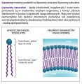 Liposol™ Liposomalne żelazo 20 mg smak coli 250 ml - Aliness